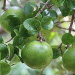 Strychnos spinosa Frucht