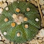 Astrophytum asterias Folha