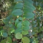 Phyllanthus kouaouaensis