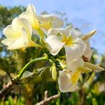 Plumeria obtusa Flor