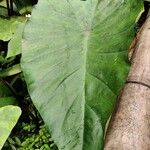 Colocasia gigantea Leaf