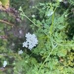 Aethusa cynapium Flower