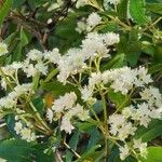 Ceratopetalum gummiferum Flor