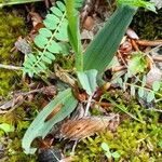 Neotinea tridentata Hoja