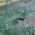 Solanum chenopodioides ᱡᱚ
