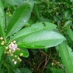 Ardisia elliptica Levél