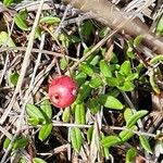 Vaccinium oxycoccos Плод