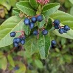 Viburnum tinusPlod