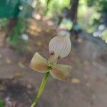 Maxillaria egertoniana Кветка