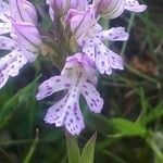 Neotinea tridentata Flower