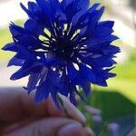 Centaurea cyanusFlower