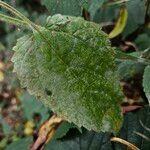 Stachys sylvatica Blad