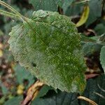 Stachys sylvatica Leht