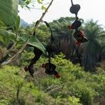 Erythrina amazonica Meyve