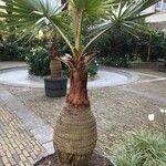 Washingtonia filifera Кара