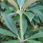 Rhododendron insigne Leaf