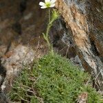 Saxifraga muscoides Libunga