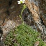 Saxifraga muscoides Habitus