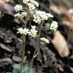 Micranthes virginiensis Habit