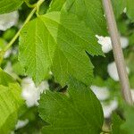 Viburnum macrocephalum 葉