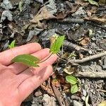 Persicaria sagittata Leaf