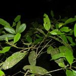 Calophyllum brasiliense Feuille