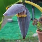 Musa × paradisiaca फूल