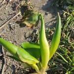 Pontederia crassipes Fuelha