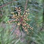 Acacia linifolia Blomst