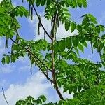 Juglans mandshurica आदत