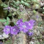 Phacelia bipinnatifida Flor