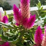 Celosia argenteaŽiedas