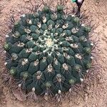 Gymnocalycium pflanzii 葉