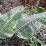 Ravenala madagascariensis Folha