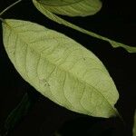 Cheiloclinium cognatum Frunză