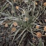 Plantago ovata Habit