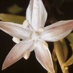 Jacquemontia havanensis Blomma