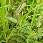 Leucanthemum vulgare Leaf