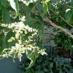 Prunus serotina 花