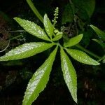 Cyclanthera multifoliola Leaf