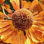 Helenium autumnale 花