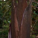 Tectiphiala ferox Coajă