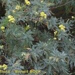 Descurainia millefolia Pokrój