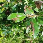 Salix glauca Leaf