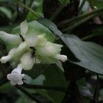 Sabicea calycina Flor