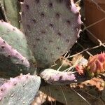 Opuntia macrocentra List