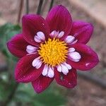 Dahlia coccinea Floare