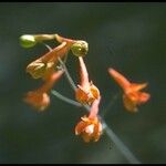 Delphinium cardinale 花