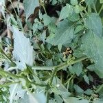 Solanum americanum Fruit