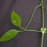 Anemopaegma chrysoleucum autre